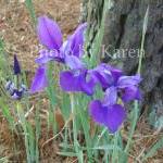Purple Iris 5 X 7 Original Photograph, Other Sizes..