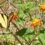 Tiger Swallowtail, Orange Flower, Original..