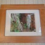 Lost Moss Wood Framed And Ivory Matted Original..