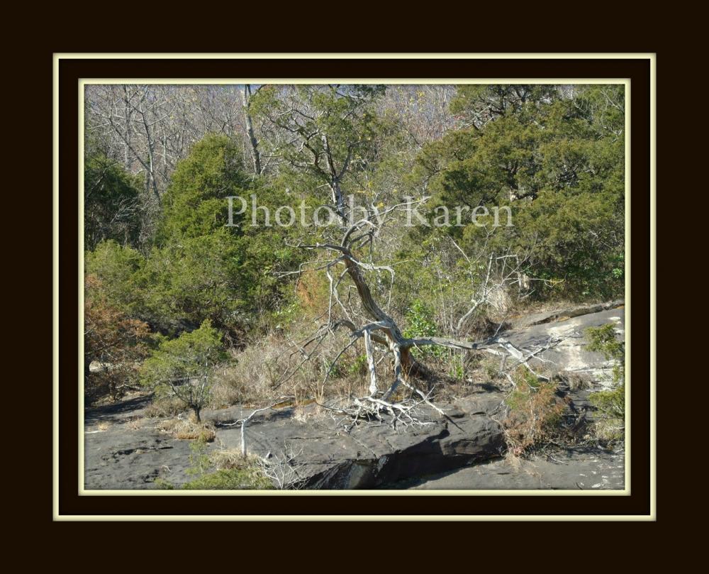Fallen Tree 5 X 7 Original Photograph, Other Sizes Available