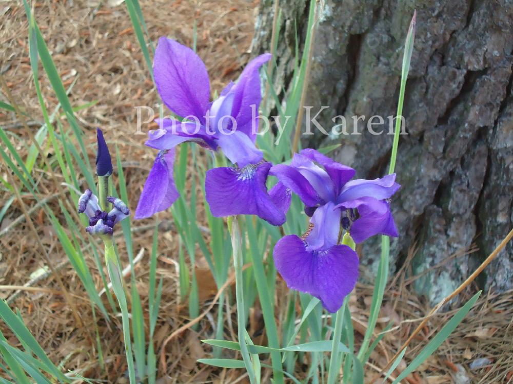 Purple Iris 5 X 7 Original Photograph, Other Sizes Available