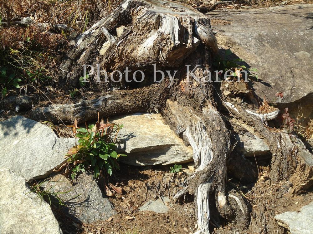 Roots 5 X 7 Original Photograph, Other Sizes Available