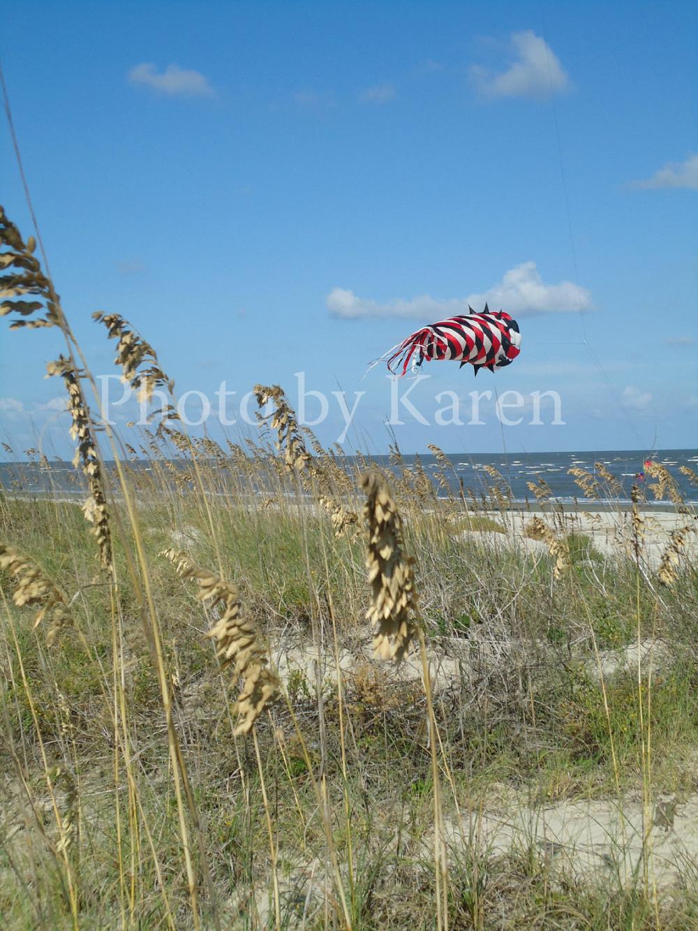 Weed Kite 5 X 7 Original Photograph, Other Sizes Available
