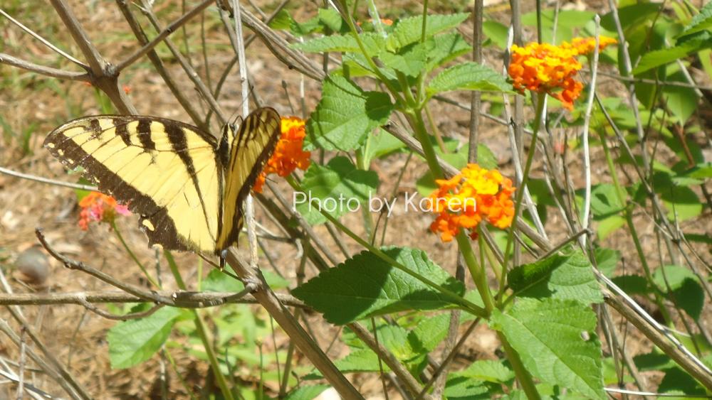 Tiger Swallowtail, Orange Flower, Original Photograph, Other Sizes Available